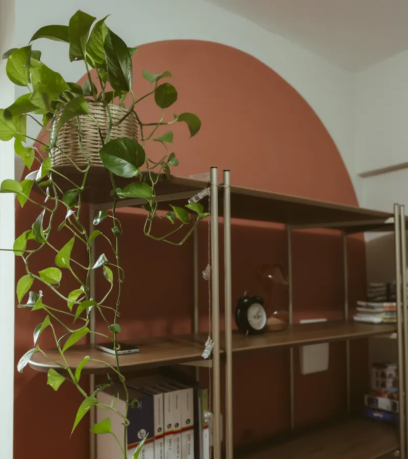 Estante com materiais e plantas no consultório